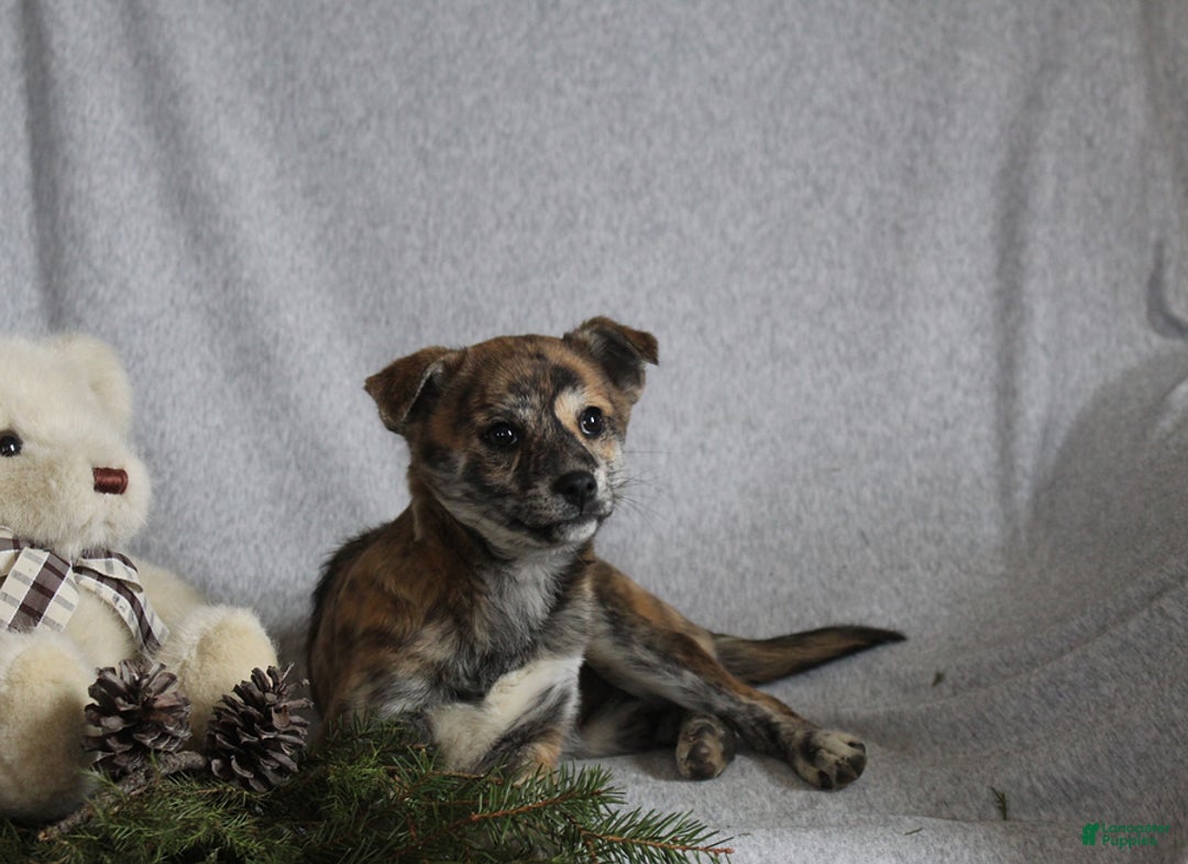 Mixed Breed dogs for sale: Luna - Ad 6