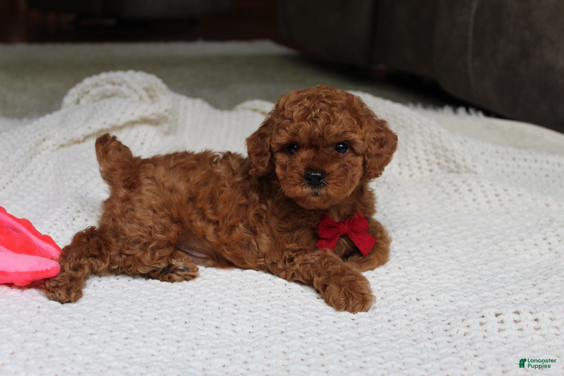 Toy Poodle dogs Tony - Ad 2
