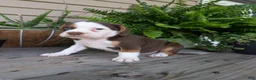 Beabull dogs for sale: Max - Ad 5