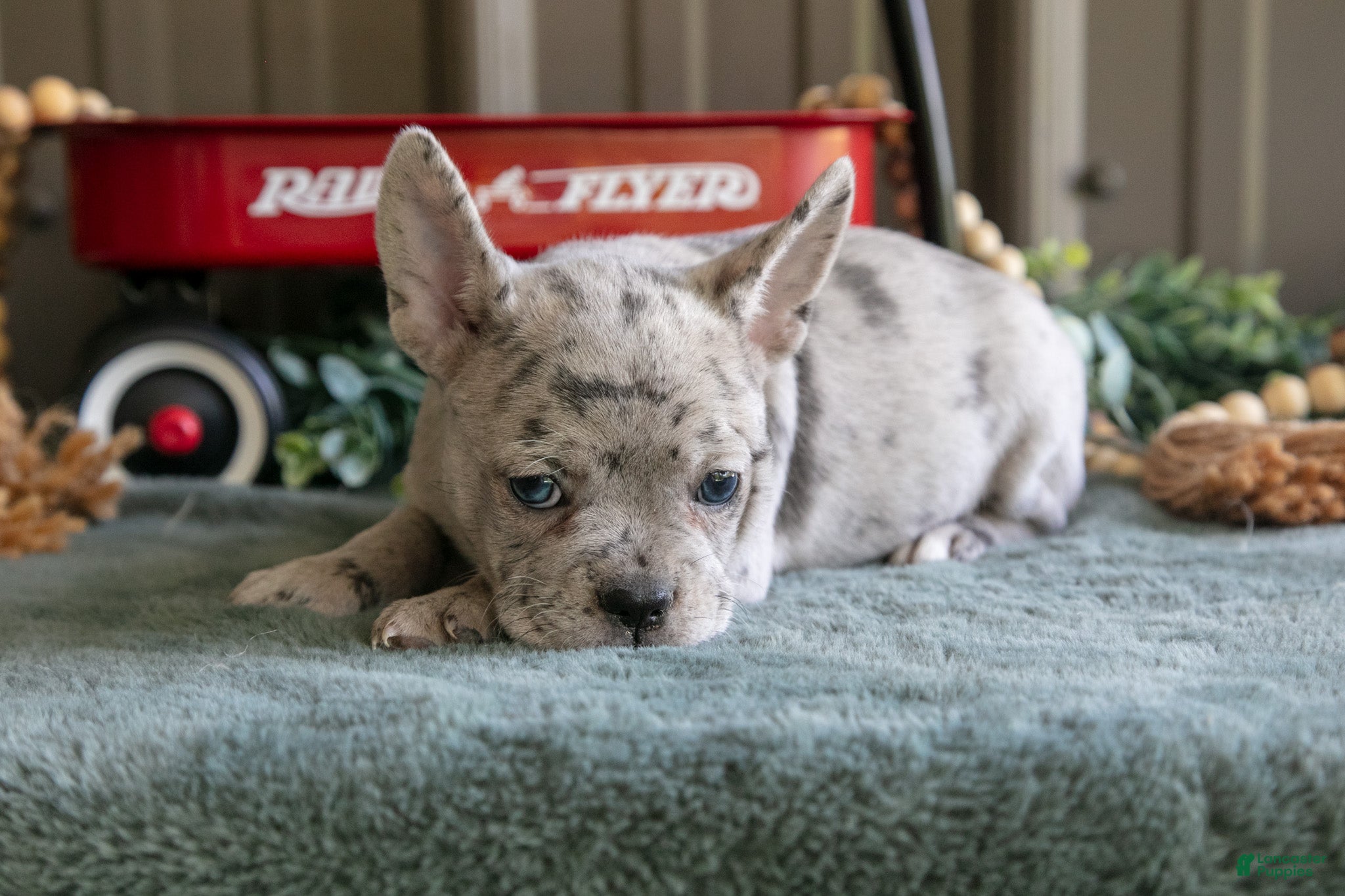 Mixed Breed dogs Bessie - Ad 2