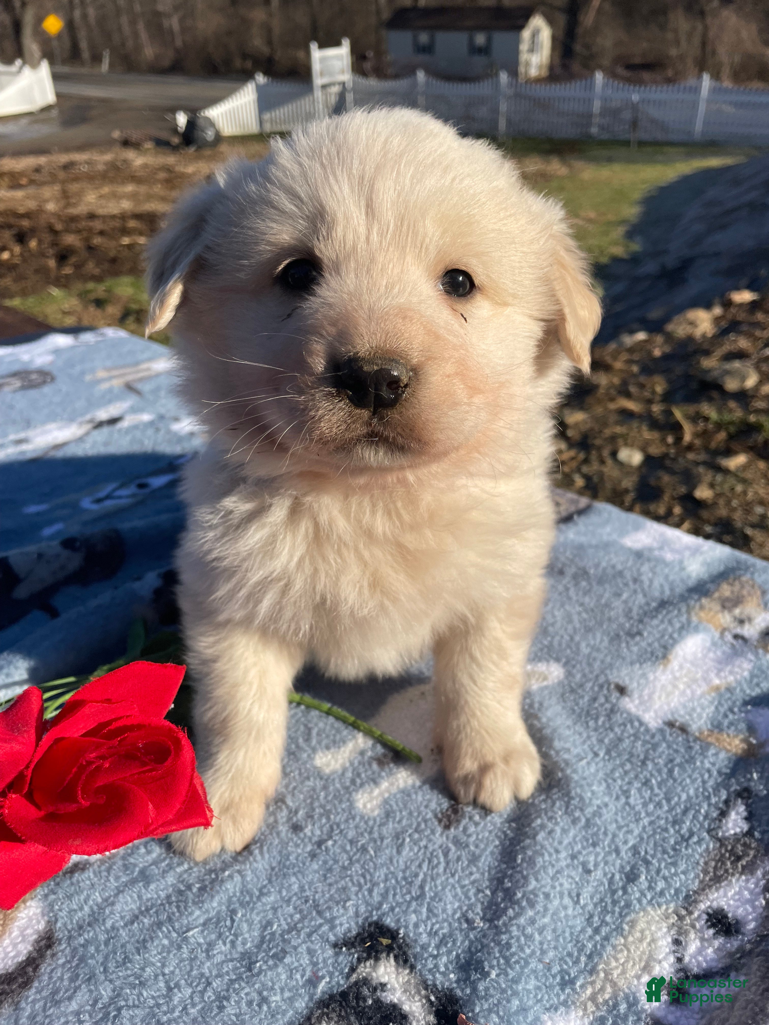 Great Pyrenees dogs Fuzzy - Ad 28