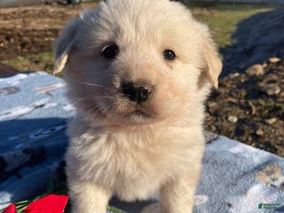Great Pyrenees dogs Fuzzy - Ad 28