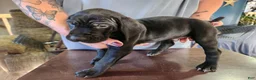 German Shorthaired Pointer dogs for sale: German Shorthaired Pointer 5 - Ad 3