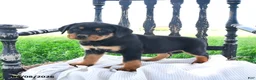 Rottweiler dogs for sale: Redford - Ad 1