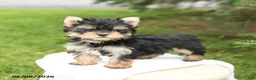 Morkie dogs for sale: Benny - Ad 3