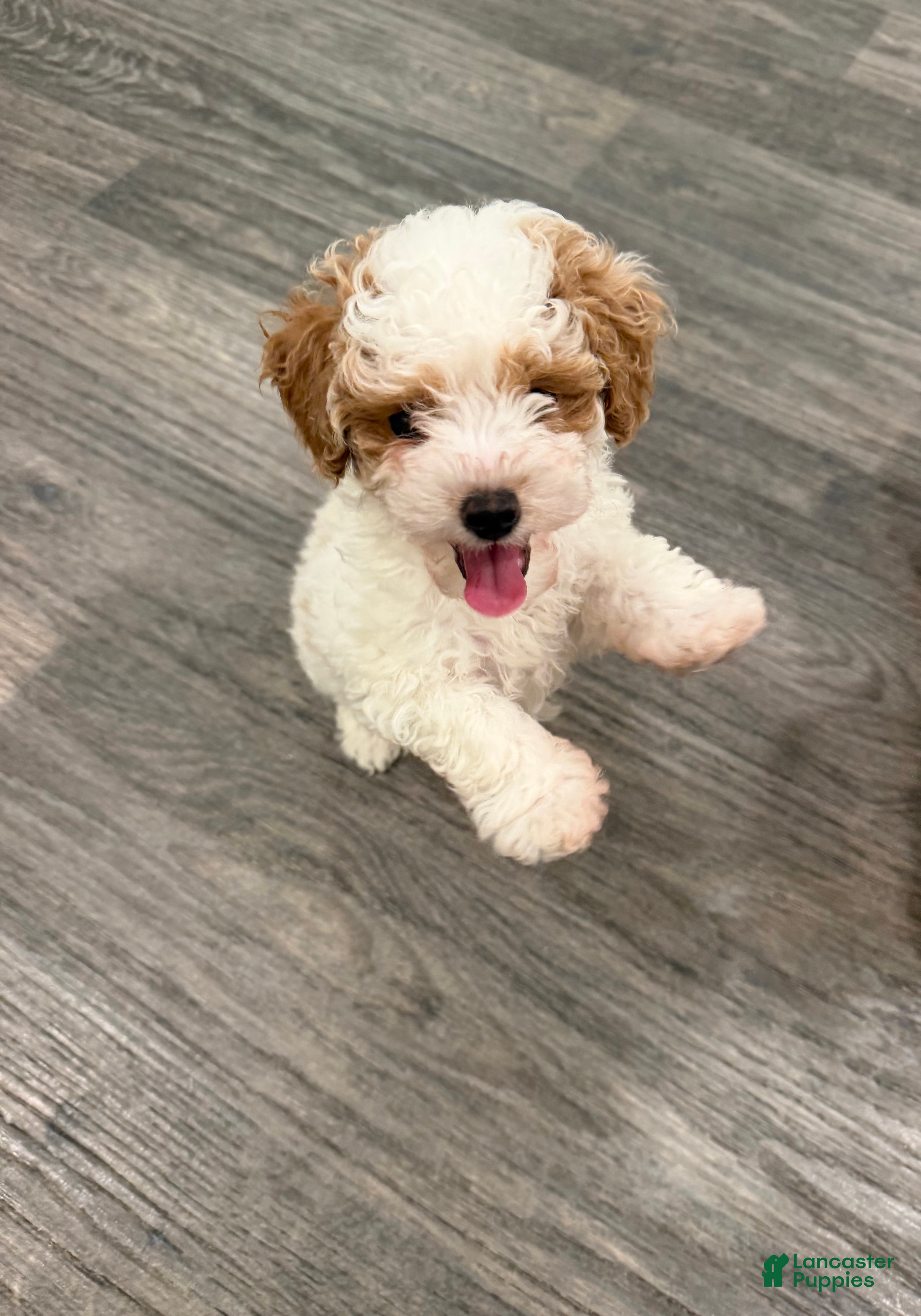 Maltipoo dogs for sale: Maltipoo 1 - Ad 8
