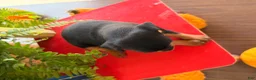 Miniature Pinscher dogs for sale: Michael  - Ad 3