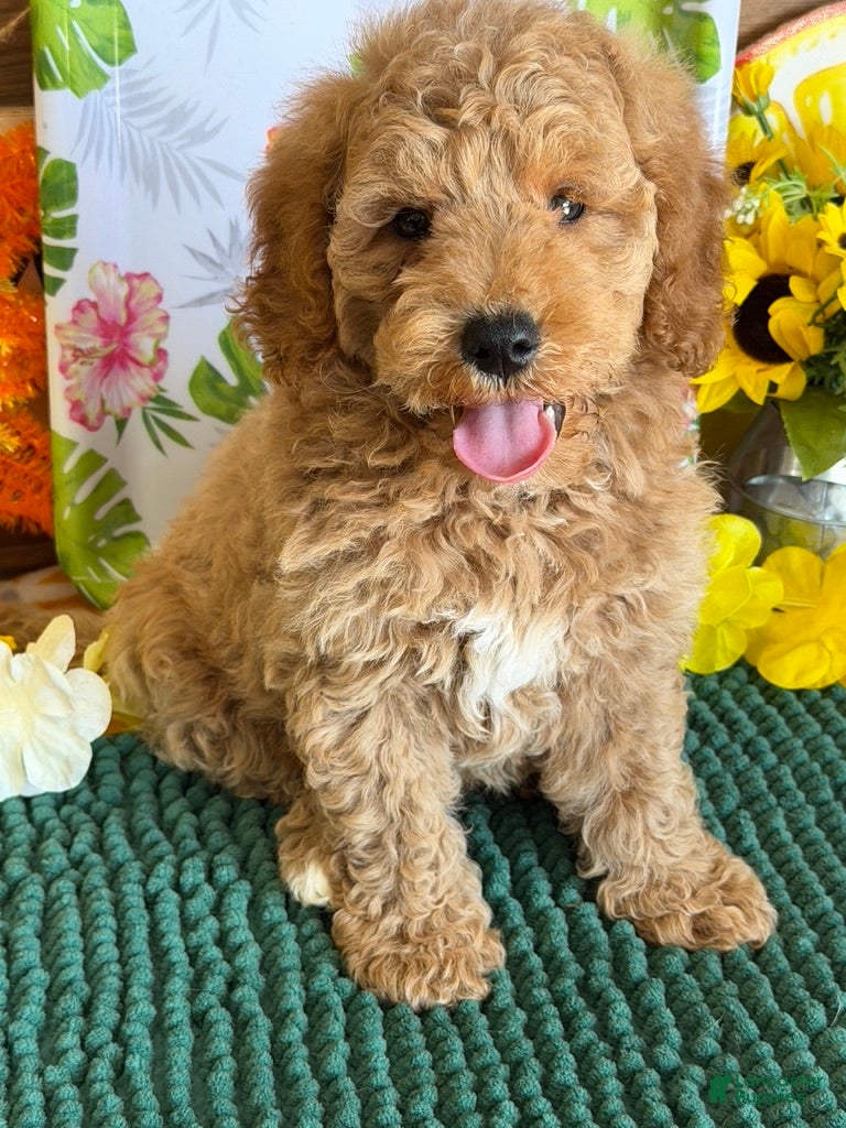 Mini Goldendoodle dogs Thompson - Ad 34