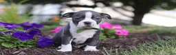 Boston Terrier dogs for sale: Bradie - Ad 11