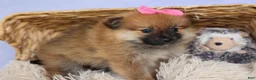 Pomeranian dogs for sale: Freya  - Ad 6