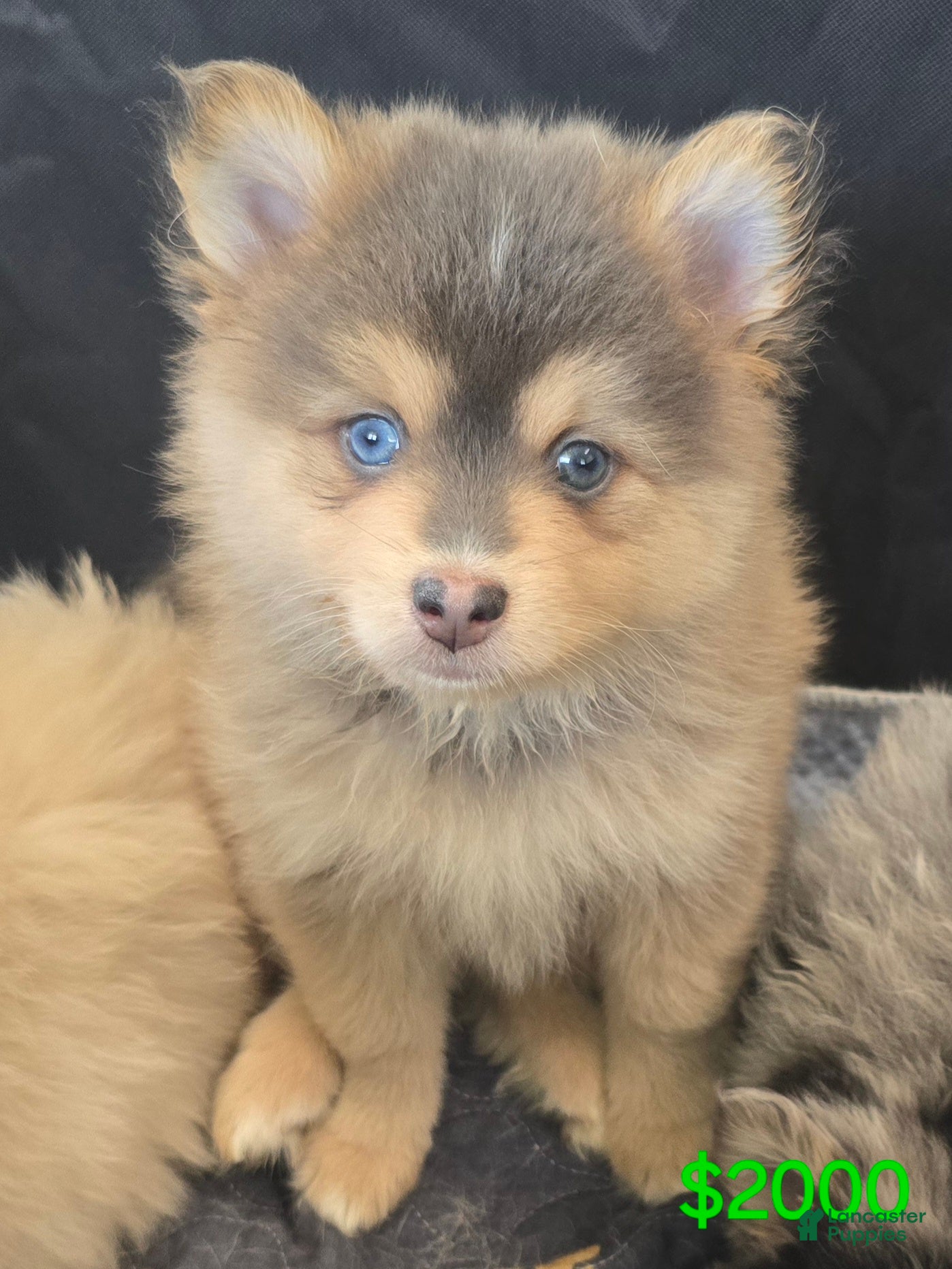 Pomsky dogs Blue boy - Ad 2