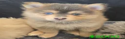Pomsky dogs for sale: Blue boy - Ad 2