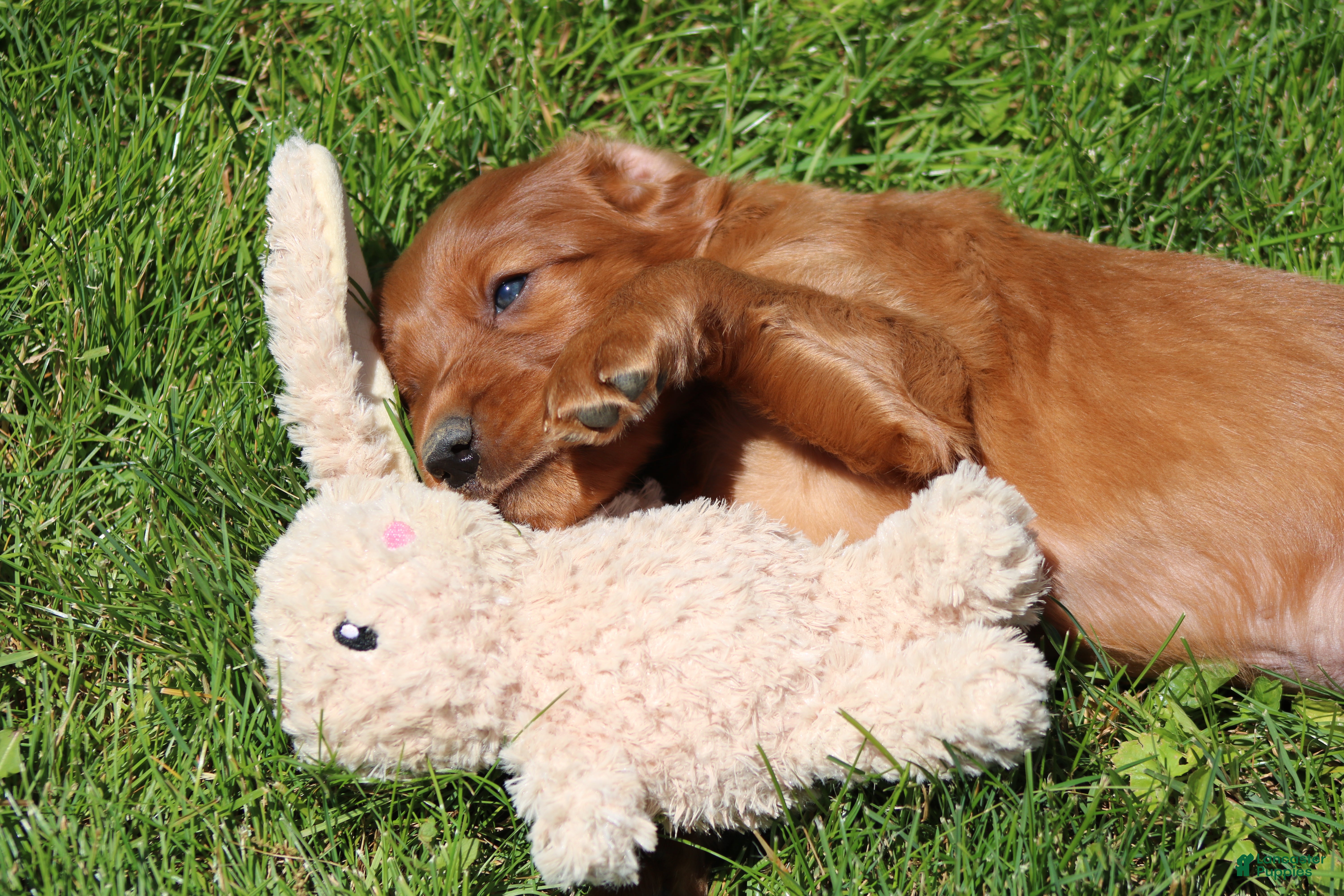 Irish Setter dogs for sale: Leo - Ad 4