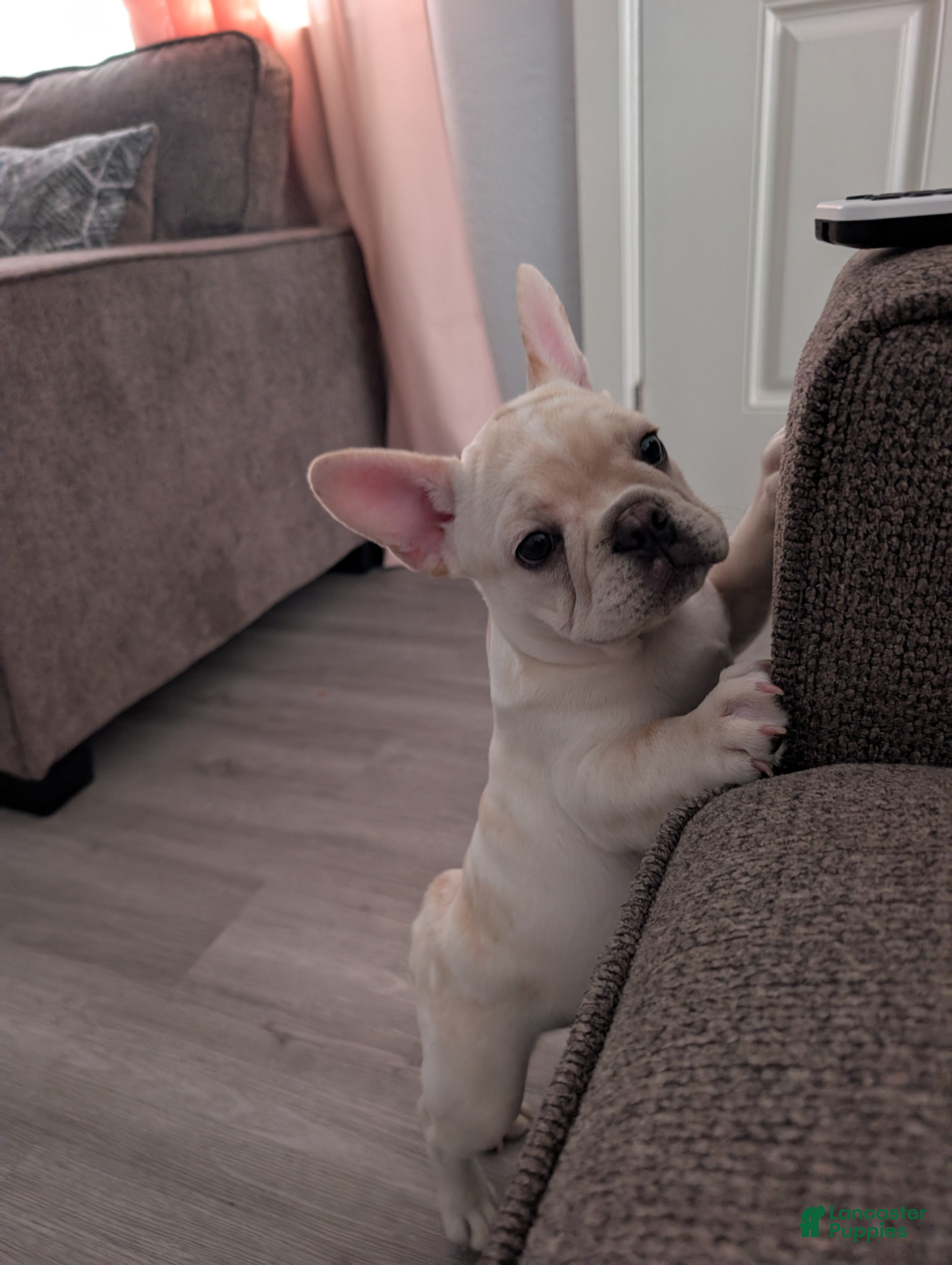 French Bulldog dogs French Bulldog boy #3 - Ad 34