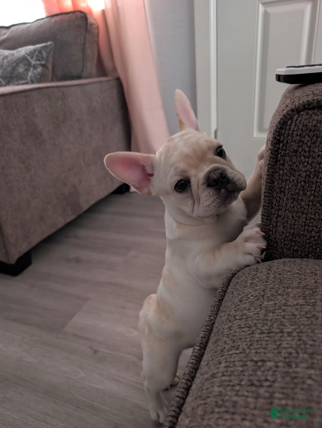 French Bulldog dogs for sale: French Bulldog boy #3 - Ad 1