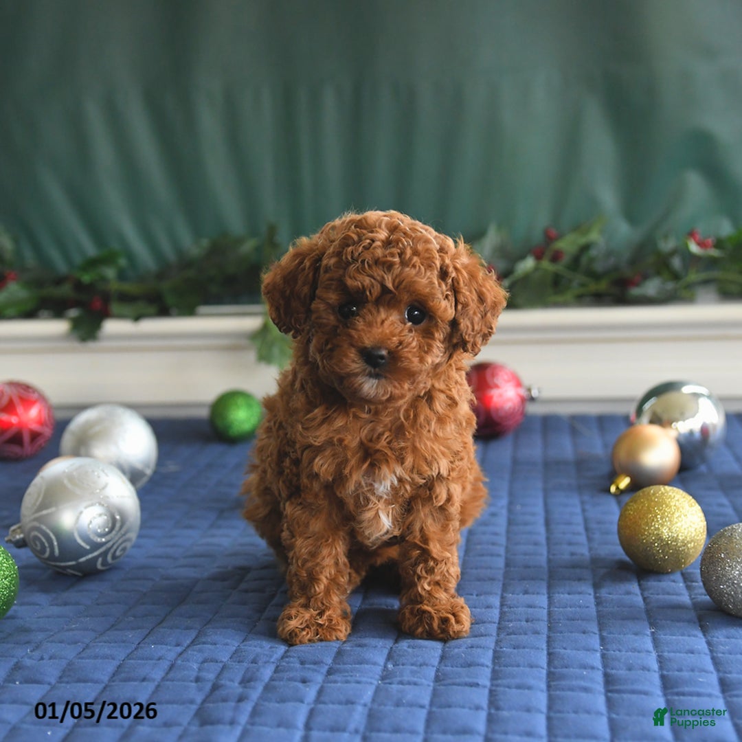 Toy Poodle dogs for sale: Penny - Ad 5