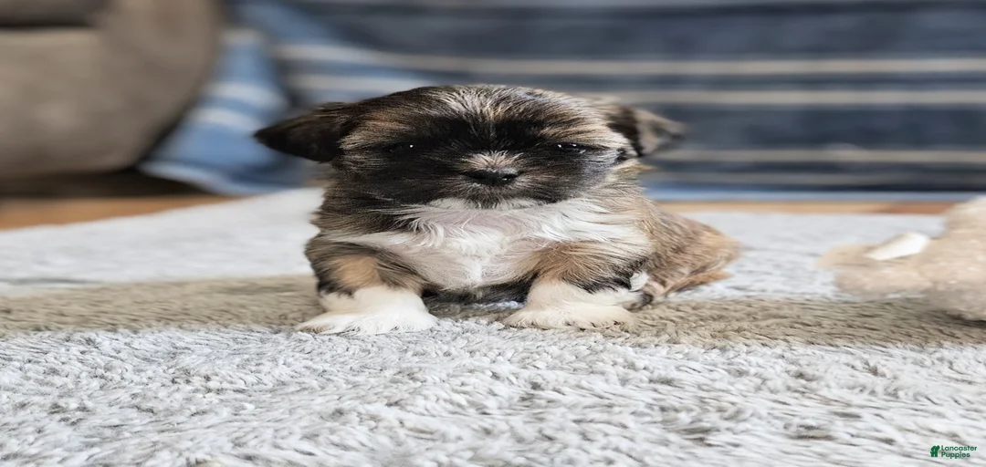 Gallery Image {{count}}