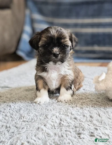 Gallery Image {{count}}