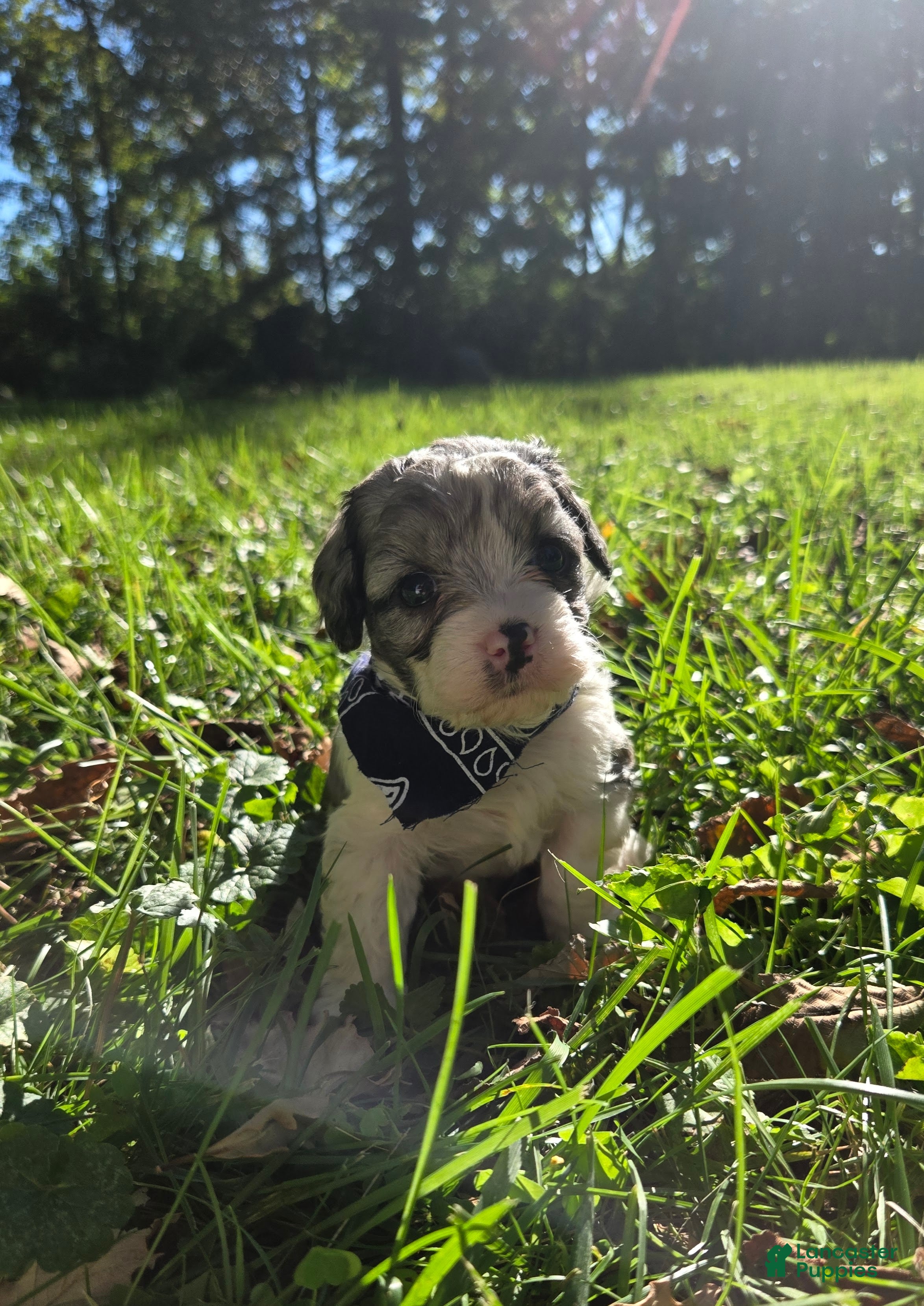 Cavapoo dogs Rose - Ad 1