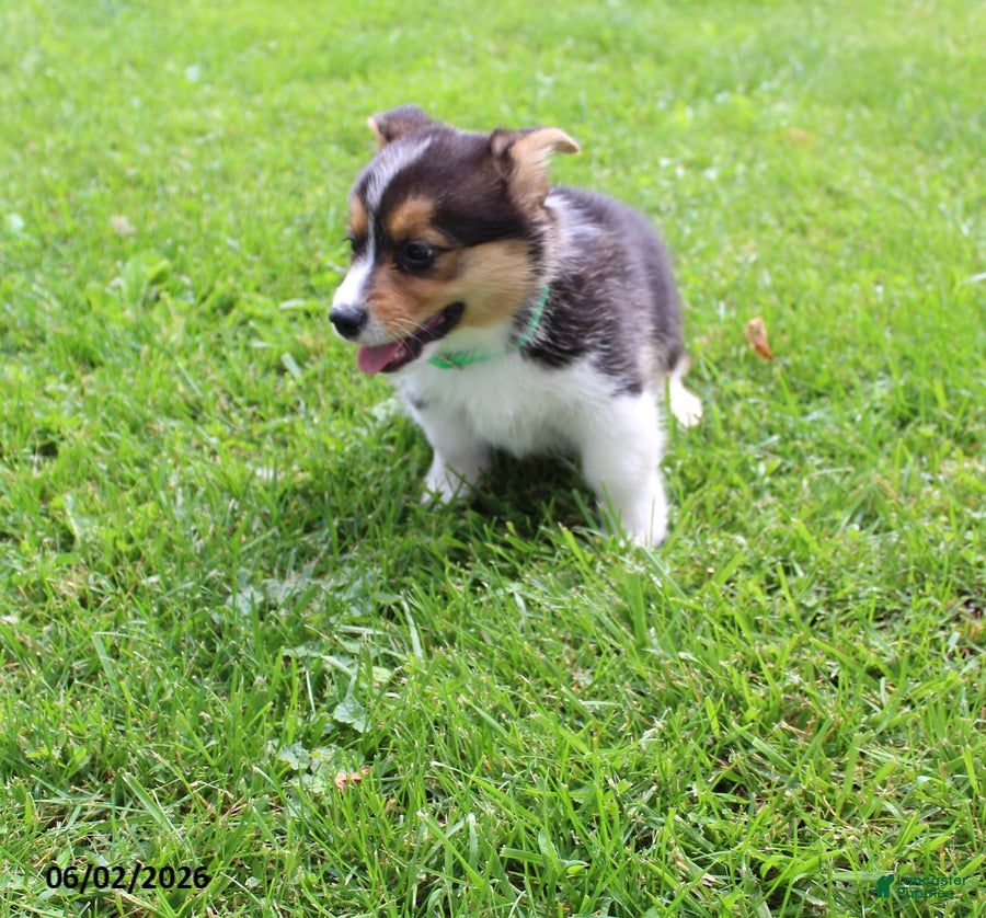 Welsh Corgi Pembroke dogs for sale: Daisy - Ad 5