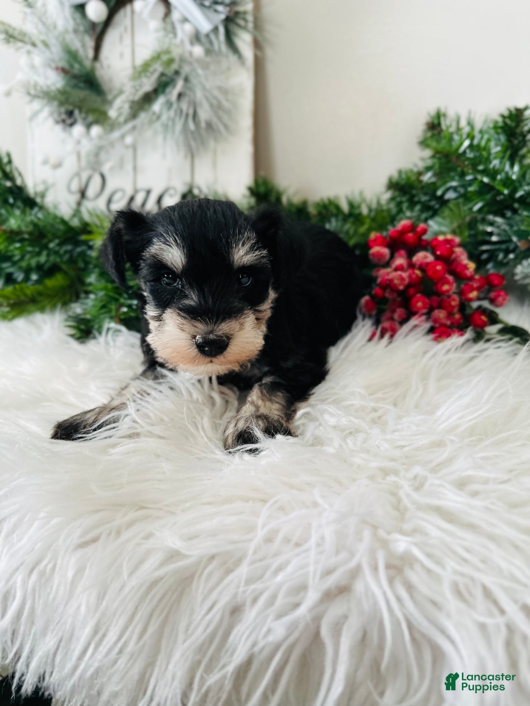 Miniature Schnauzer dogs for sale: Brody - Ad 12