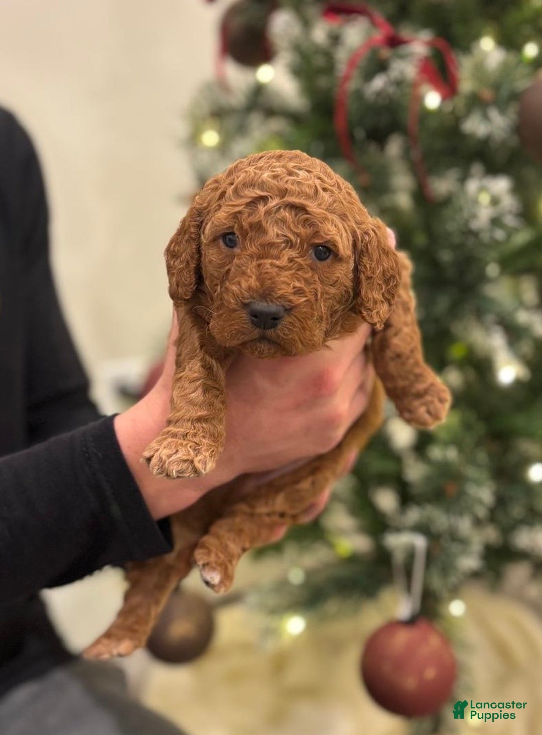 Mini Goldendoodle dogs for sale: Tundra - Ad 1