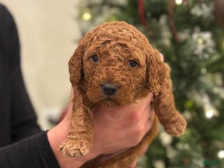 Mini Goldendoodle dogs Tundra - Ad 22