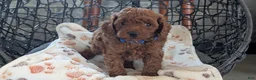 Toy Poodle dogs for sale: Wesley - Ad 8