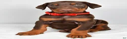 Doberman Pinscher dogs for sale: Loran - Ad 6