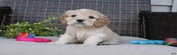 Cocker Spaniel dogs for sale: Ferris - Ad 2