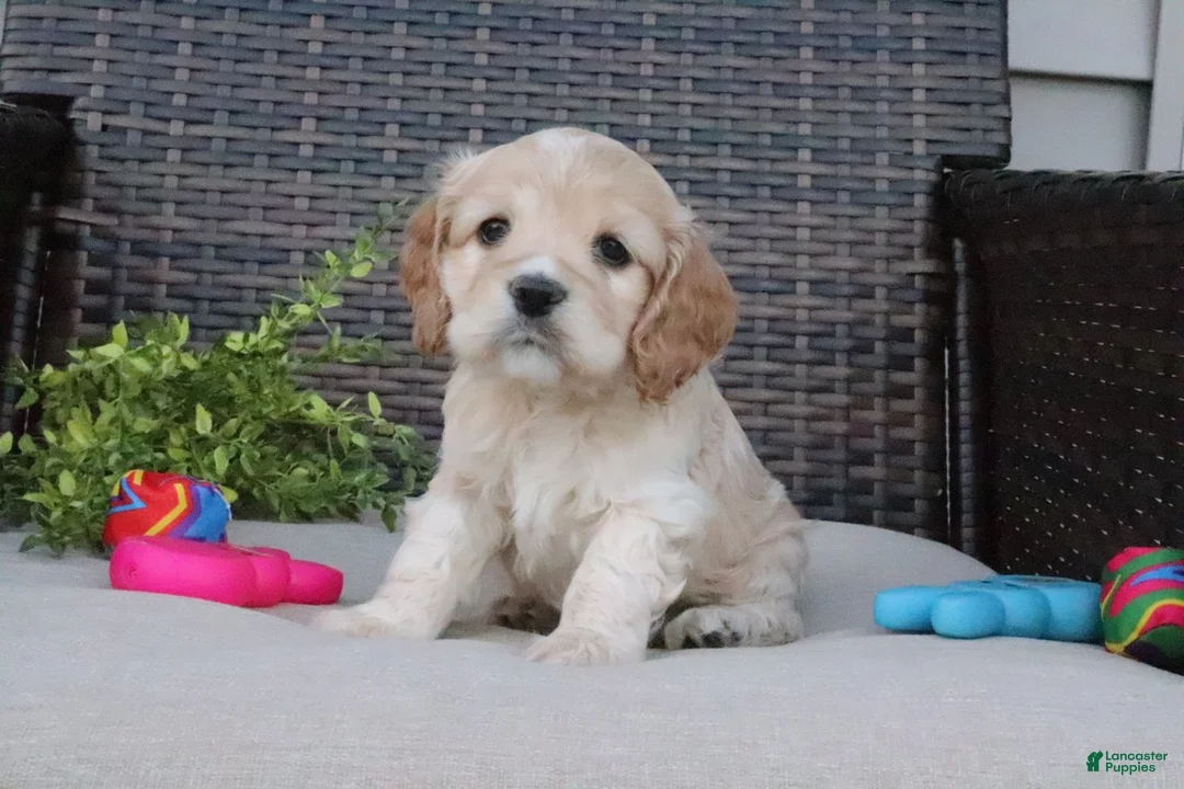 Cocker Spaniel dogs for sale: Ferris - Ad 2