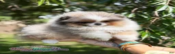 Pomeranian dogs for sale: Dumpling - Ad 4