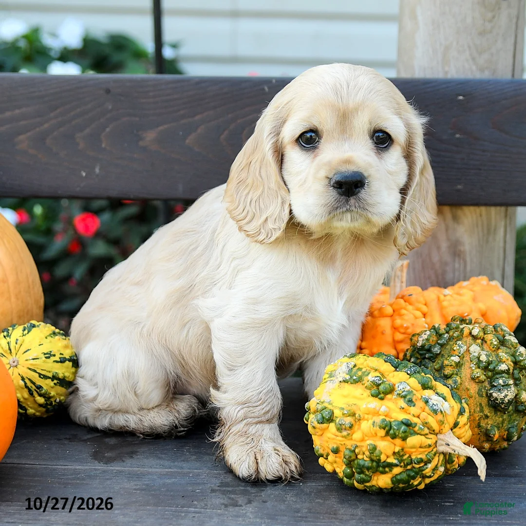 English Cocker Spaniel dogs for sale: Hazel - Ad 2