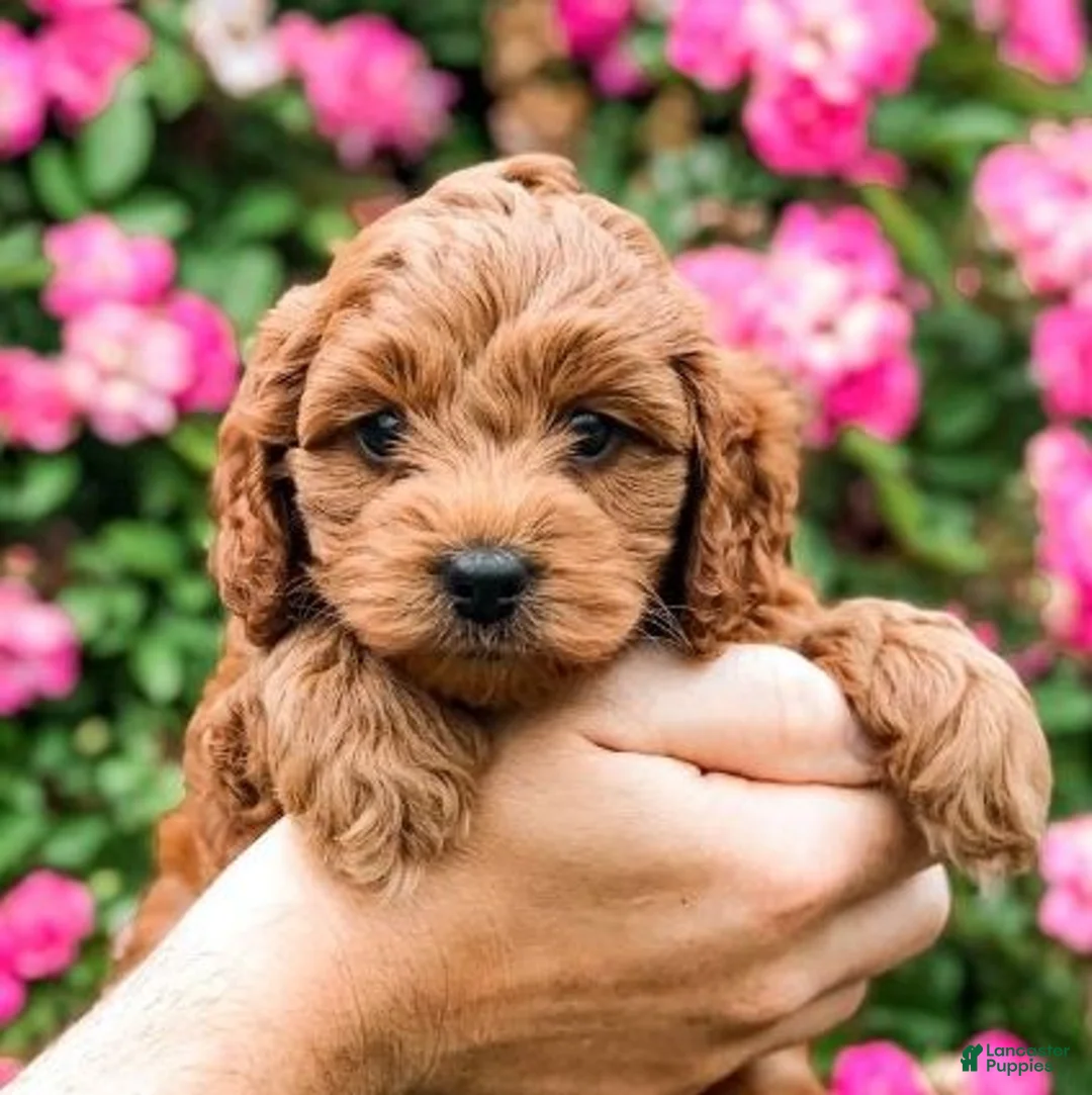 Gallery Image {{count}}