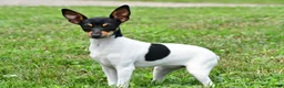 Toy Fox Terrier dogs for sale: Dakota - Ad 7