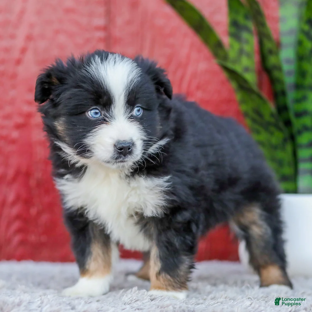 Miniature Australian Shepherd dogs for sale: Mia - Ad 4