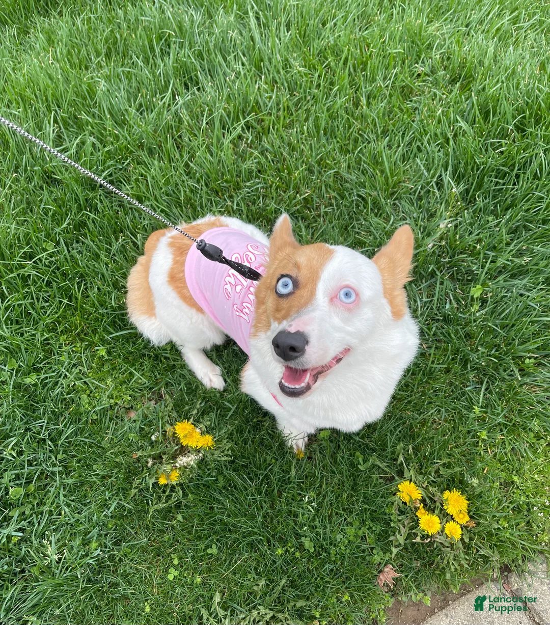 Welsh Corgi Pembroke dogs for sale: Casper - Ad 4