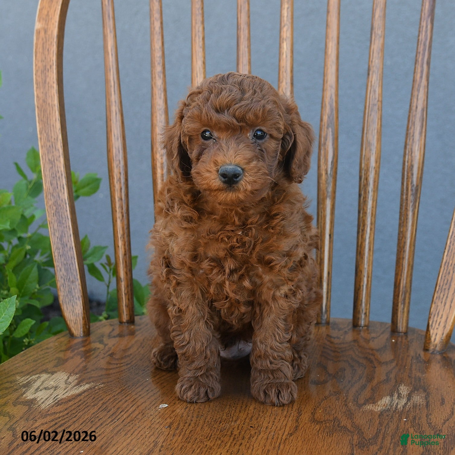 Miniature Poodle dogs for sale: Titus - Ad 4