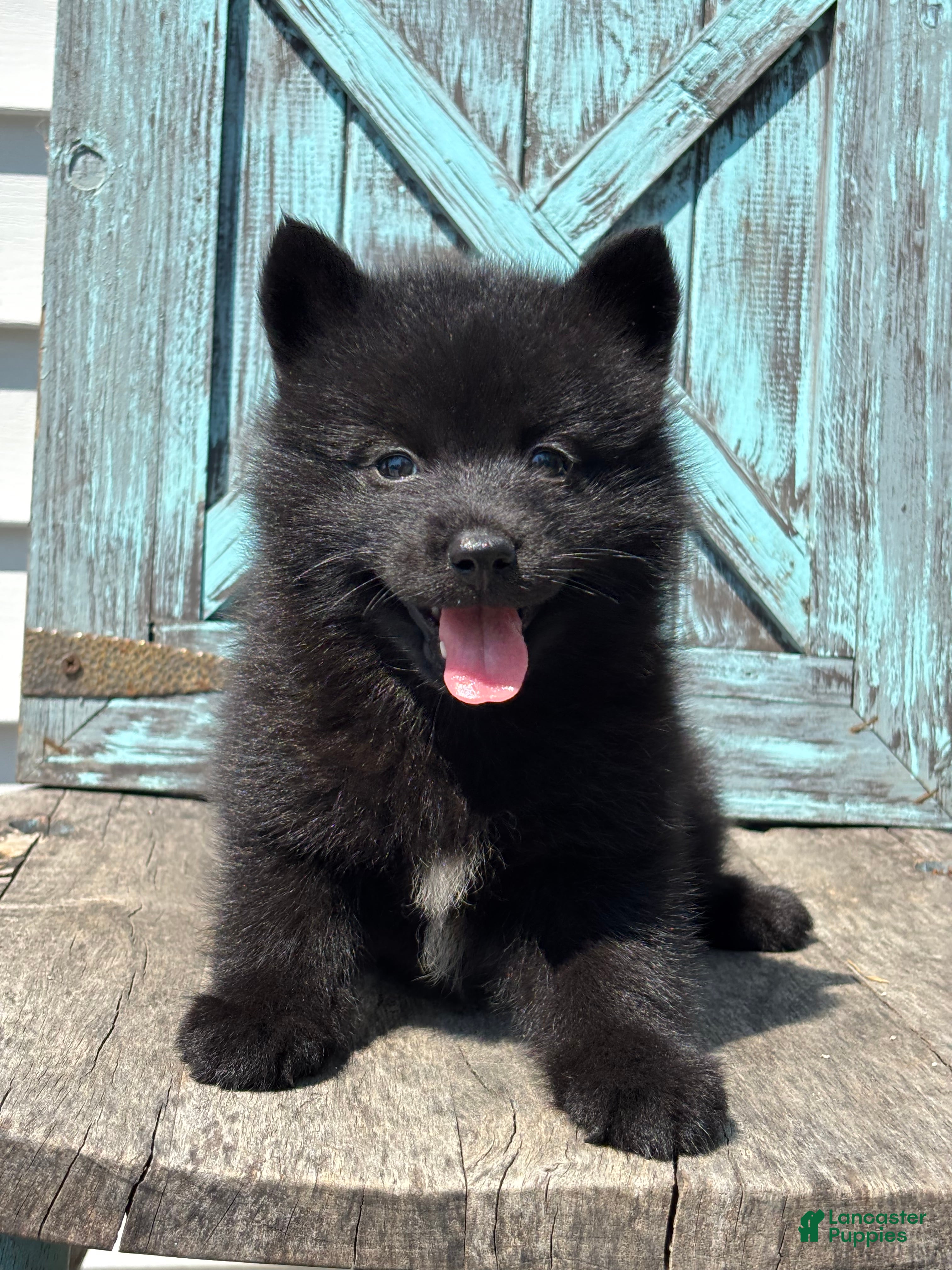 Pomsky dogs Graham - Ad 1