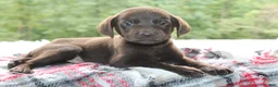 Labrador Retriever dogs for sale: Axel - Ad 3
