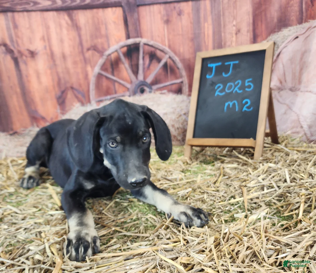 Catahoula Leopard Dog dogs for sale: JJ 2025 Male 2 - Ad 13
