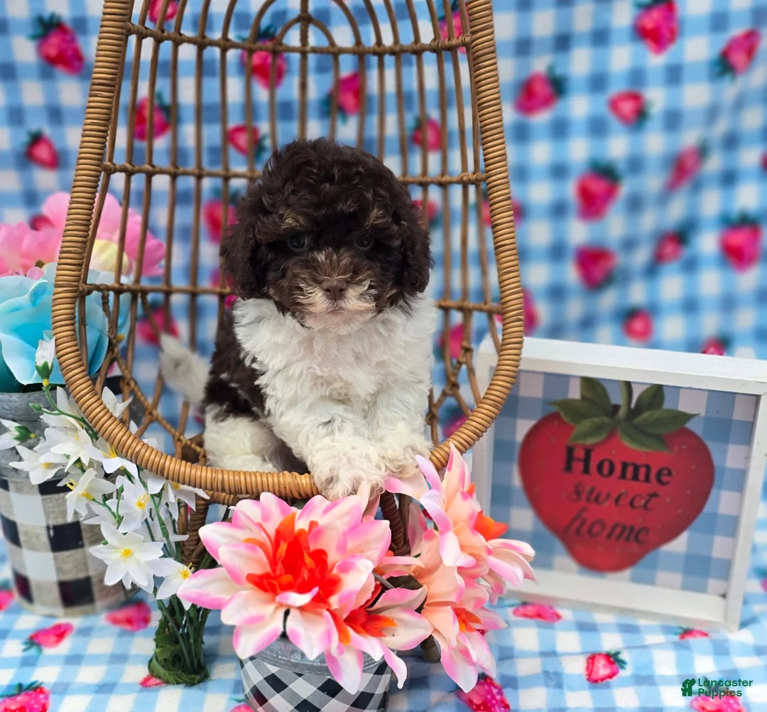 Havapoo dogs for sale: Keebler - Ad 2