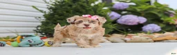 Havapoo dogs for sale: Chloe - Ad 9