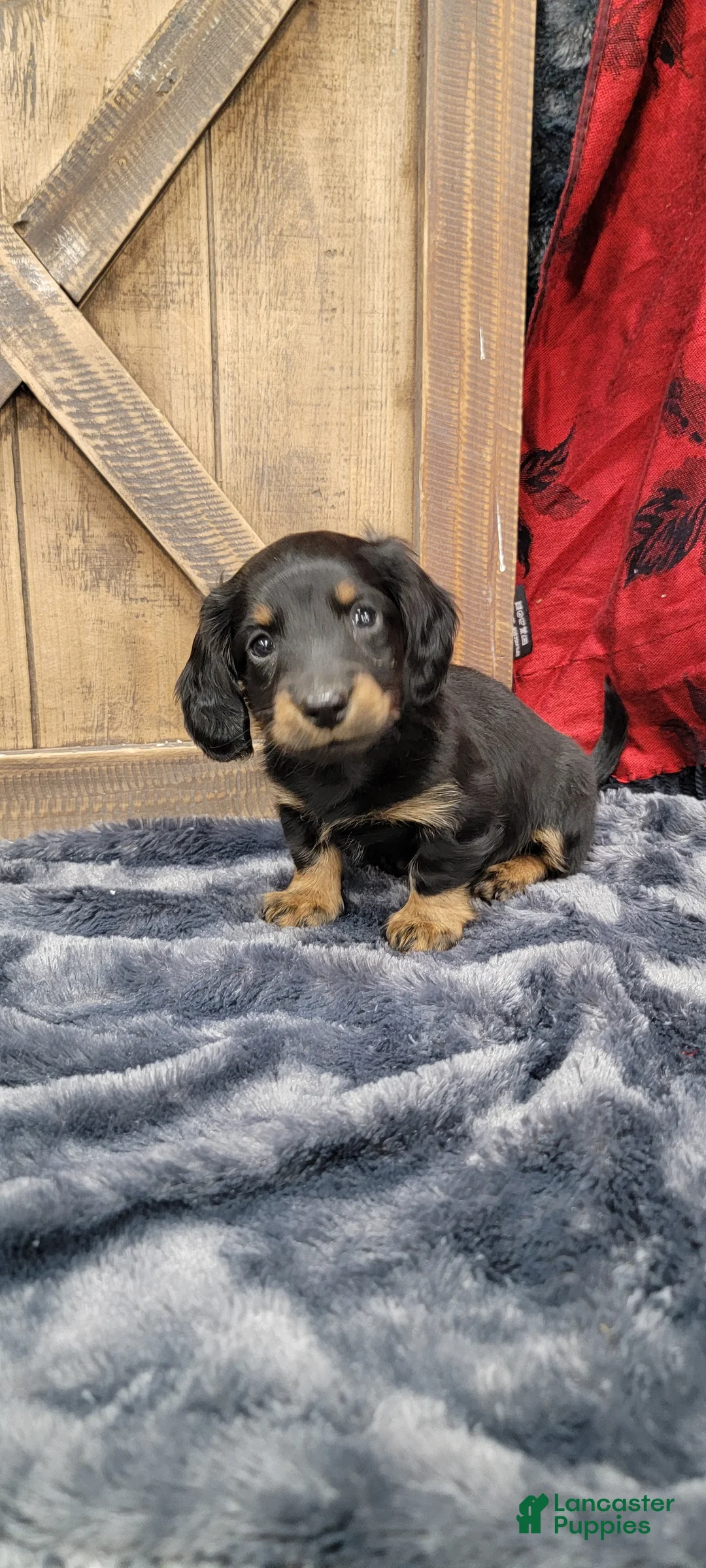 Dachshund dogs for sale: Gritty - Ad 10