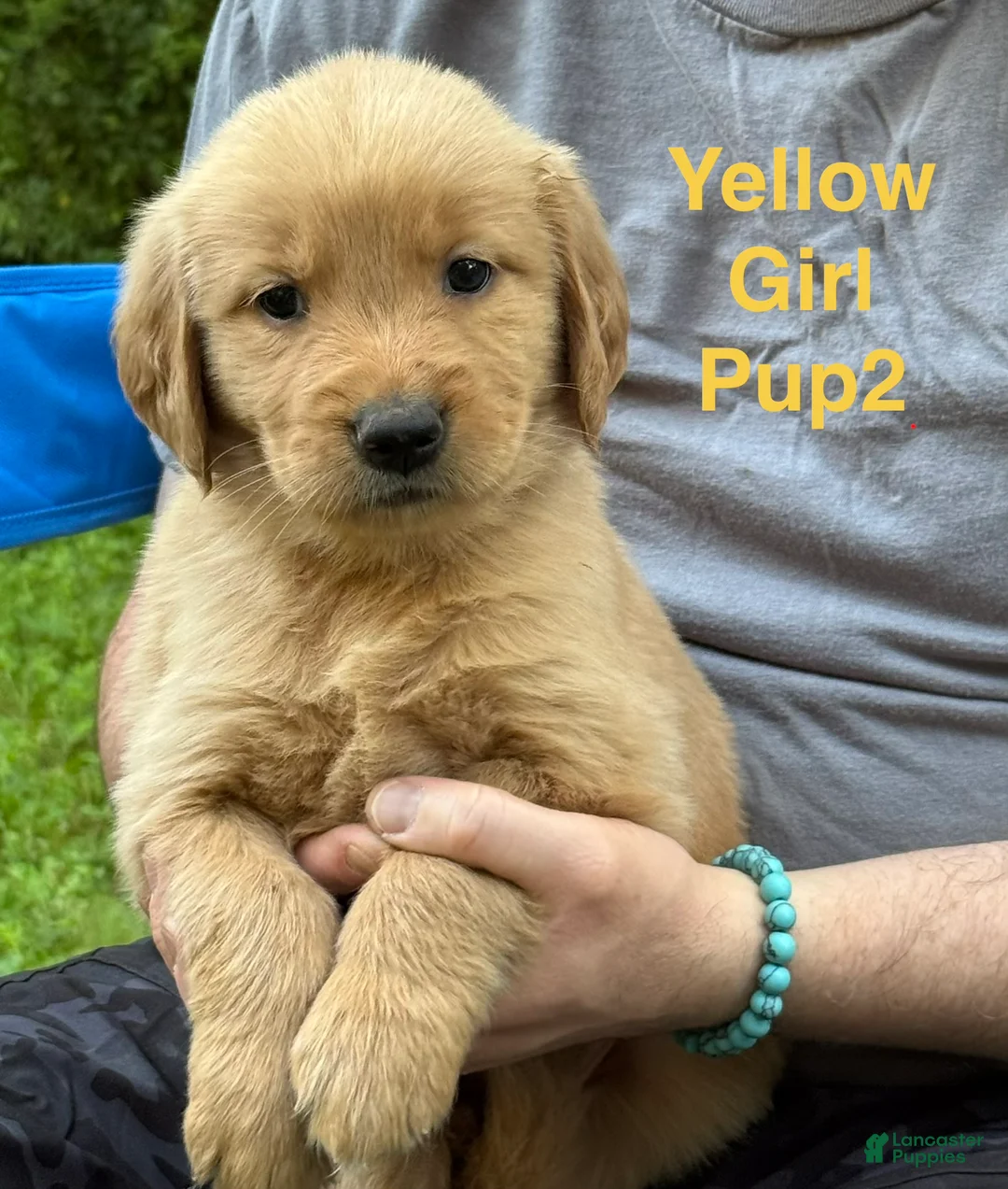 Golden Retriever dogs for sale: Yellow Girl - Ad 1