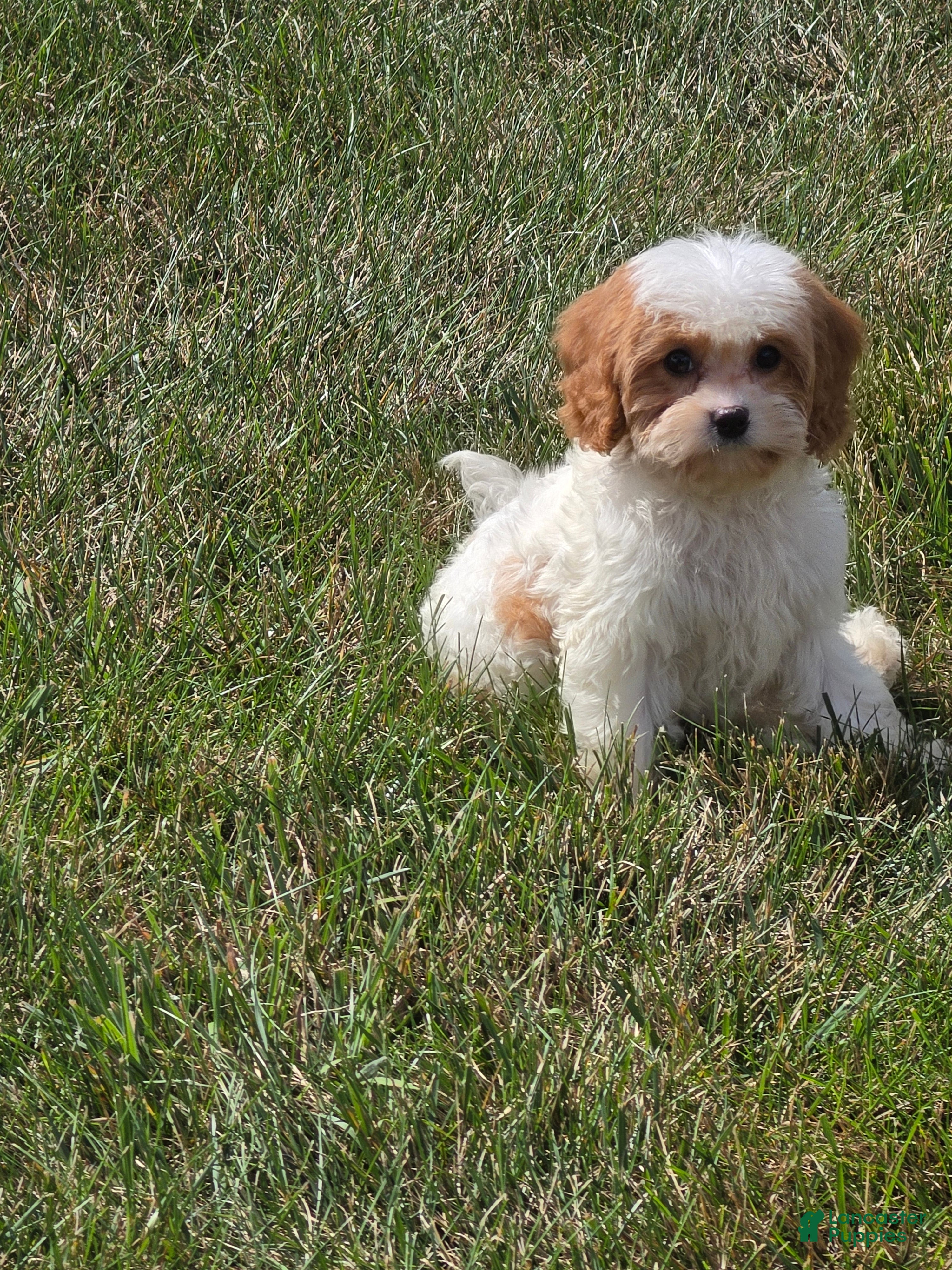 Cavapoo dogs Ellie - Ad 2