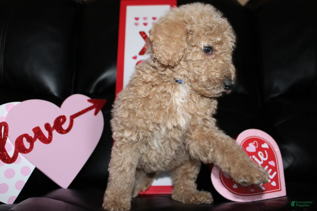 Standard Poodle dogs for sale: Marshmallow  - Ad 2
