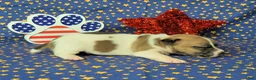 Jack Russell Terrier dogs for sale: Pyro CKC Reg male  - Ad 2