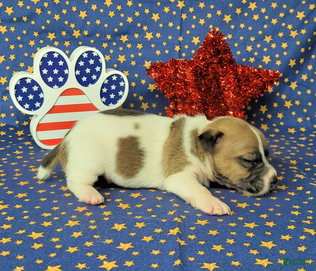 Jack Russell Terrier dogs for sale: Pyro CKC Reg male  - Ad 2