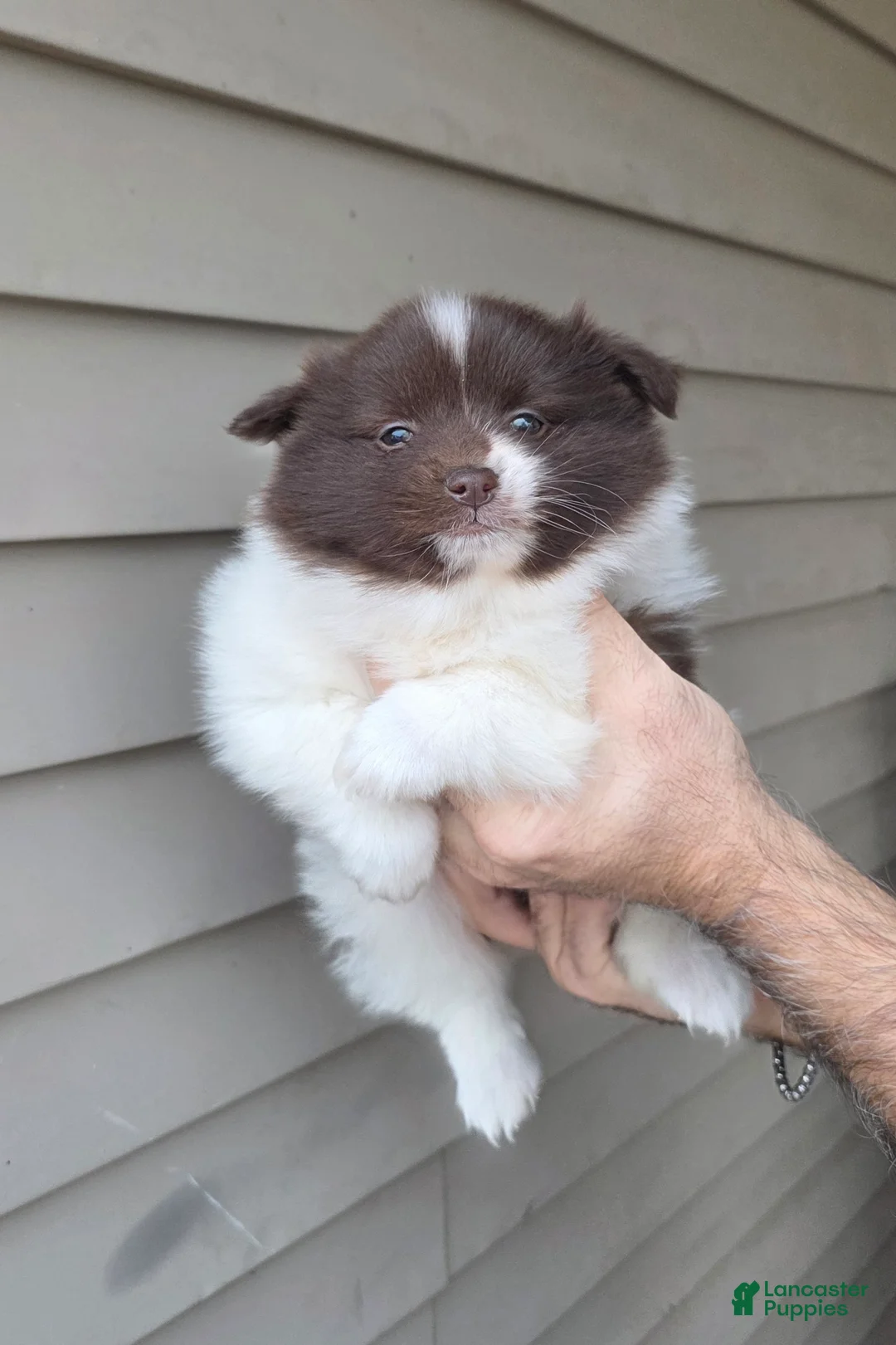 Pomeranian dogs for sale: Jerry  - Ad 1